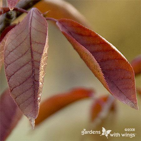 Chokecherry