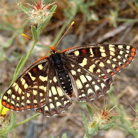 Chalcedon Checkerspot Open Wings