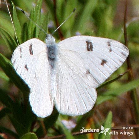 small white butterfly with black spots