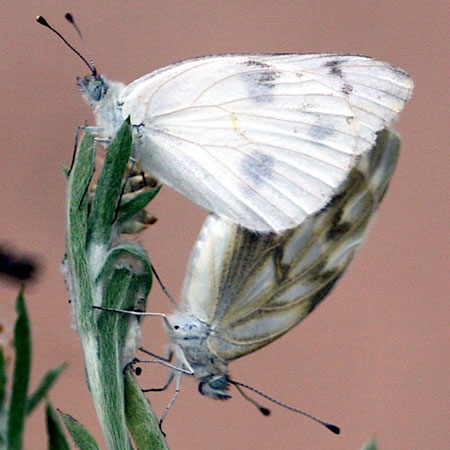two small white butterflies mating