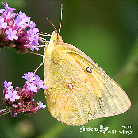 Female Clouded Sulphur