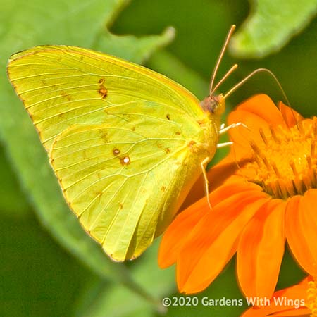 yellow butterfly feeding on mexican sunflower