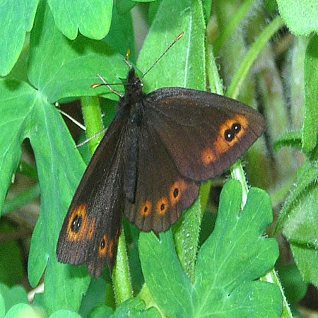 Common Alpine