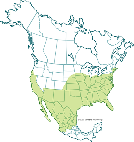 common buckeye flight map