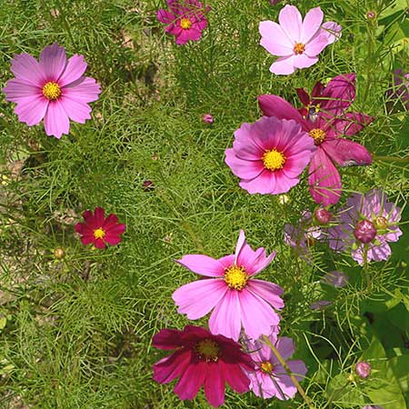 pink and red flowers