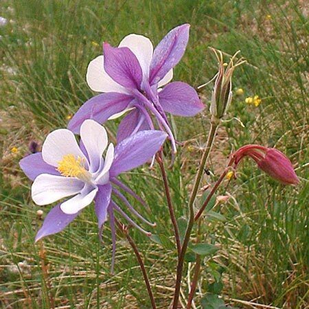 Columbine