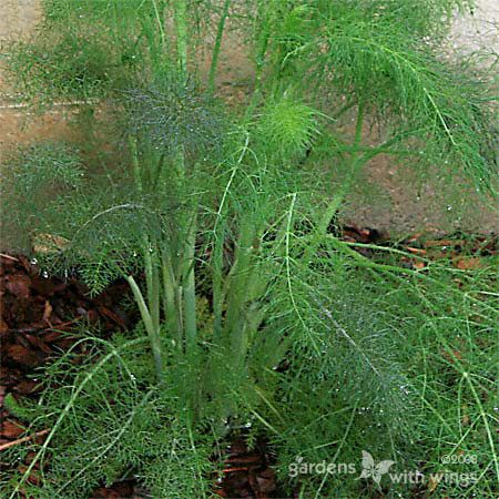 green herb plant for butterflies