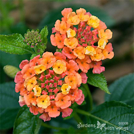 Lantana