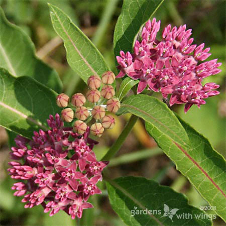 Common Milkweed