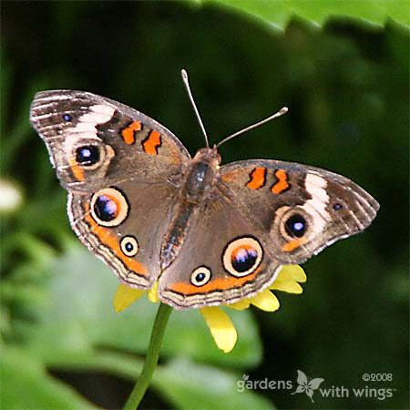 brown butterfly with orange lines and black eyespots