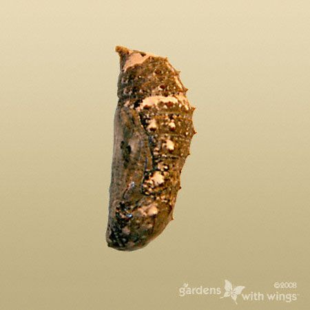 brown and tan pupa