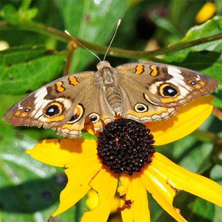 light brown, white, orange butterfly