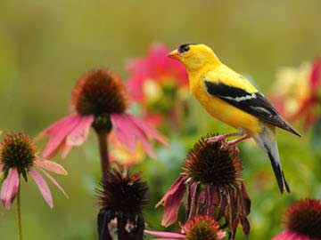 American goldfinch perched on a pink coneflower in a garden, with a soft green blurred background.