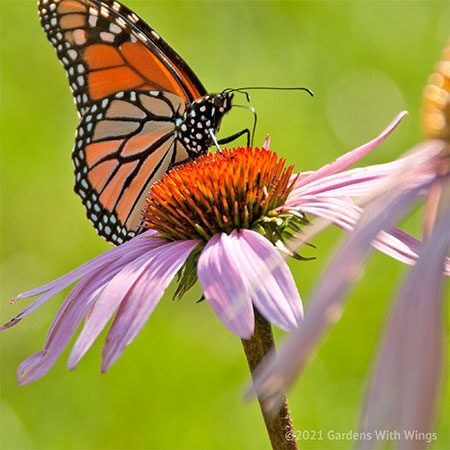 orange and black butterfly with proboscis in flower