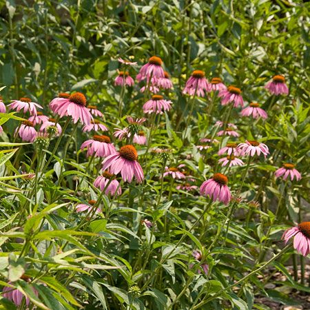 many purple flowers in garden