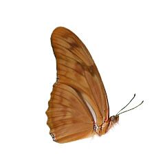 image of copper butterfly
