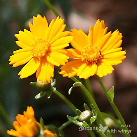 Yellow Coreopsis Flower