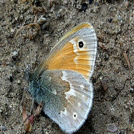 Common Ringlet