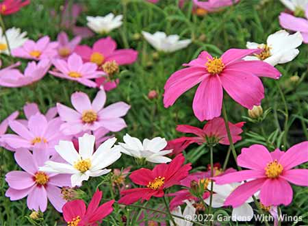 cosmo flowers | Gardens with Wings bright pink and white flowers