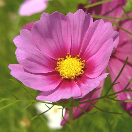 flower with pink petals with yellow center