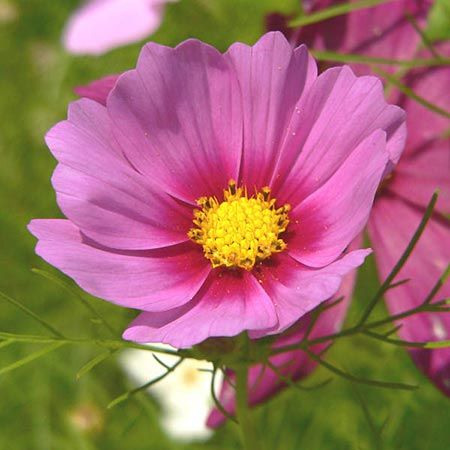 Cosmos are sweet nectar plants for many butterflies and hummingbirds