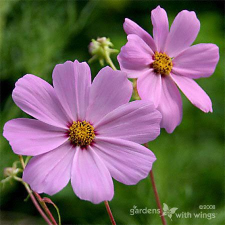 small pink flowers with orange center