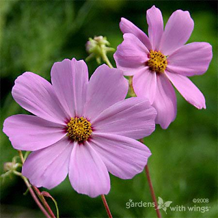 two pink flower