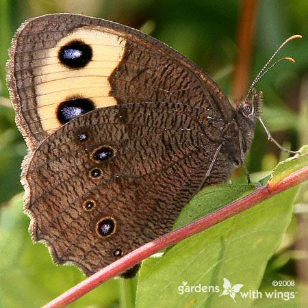 brown butterfly with black eyespots