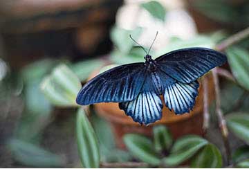 Blue butterfly with dark blue wings and lighter blue markings perched on green leaves.