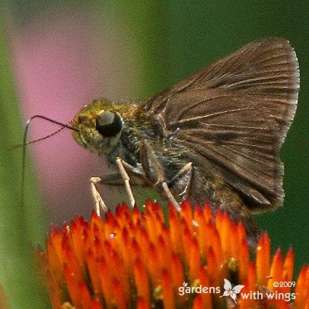 Crossline Skipper