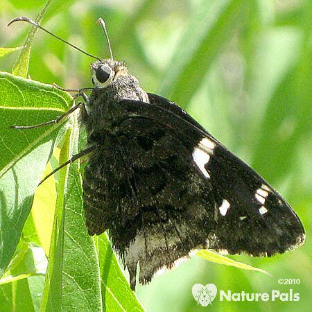 Desert Cloudywing Skipper