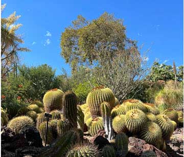 Cluster of barrel cacti with ribbed, yellow-green bodies in a sunny desert garden, blue sky overhead.