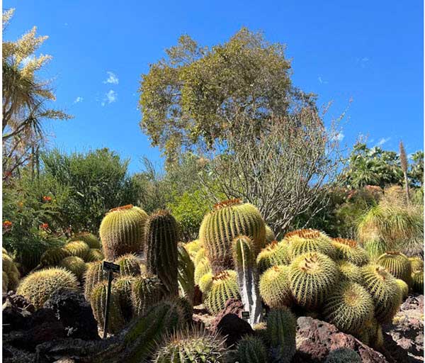 desert garden | Gardens with Wings Group of globe barrel cacti clustered in a sunlit garden with a bright blue sky in the background.