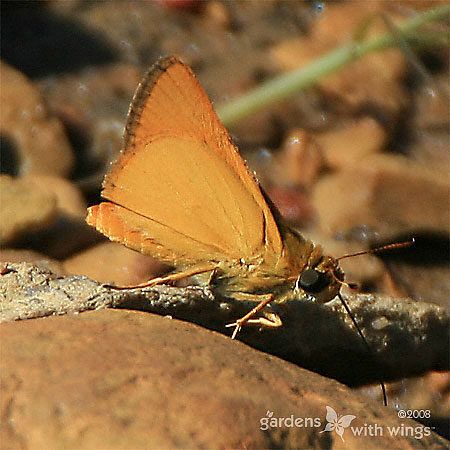 Delaware Skipper