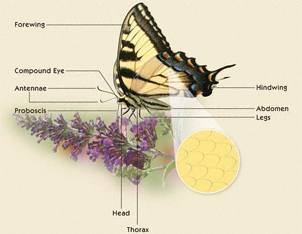 butterfly parts diagram