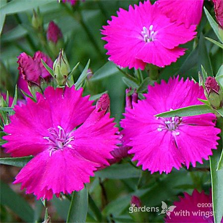 small pink flowers with white center