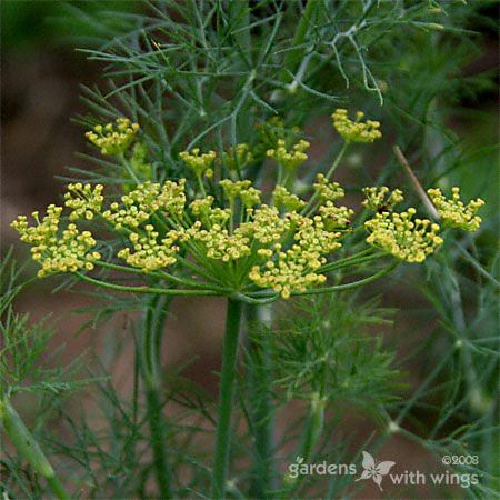 tiny yellow flowers on dill plant