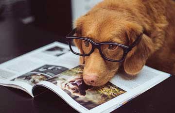 Brown dog wearing black glasses and peering at an open magazine on a dark table.