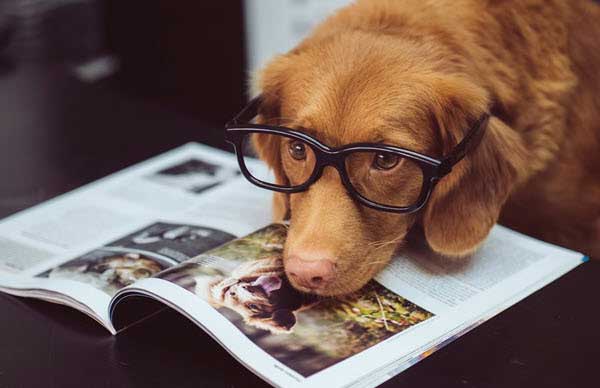 dog book | Gardens with Wings Golden retriever wearing black glasses and gazing at an open magazine on a dark table.