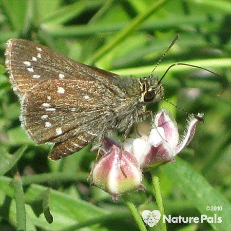 Dotted Roadside-Skipper