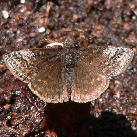 Dreamy Duskywing