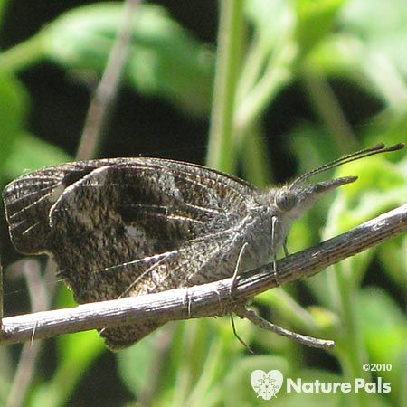 dull brown butterfly with beak-like snout