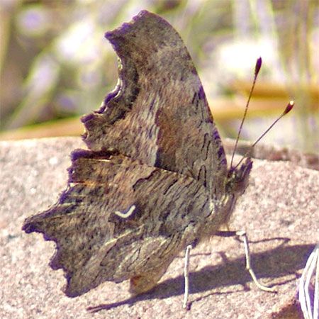 tan butterfly with comma punctuation mark on wing