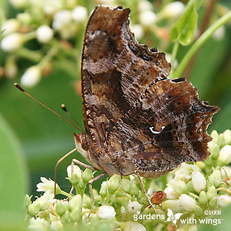 Eastern Comma