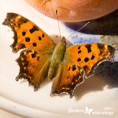 butterfly with orange wings and brown spots