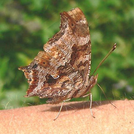 brown and beige striped butterfly with white comma punctuation mark on wing