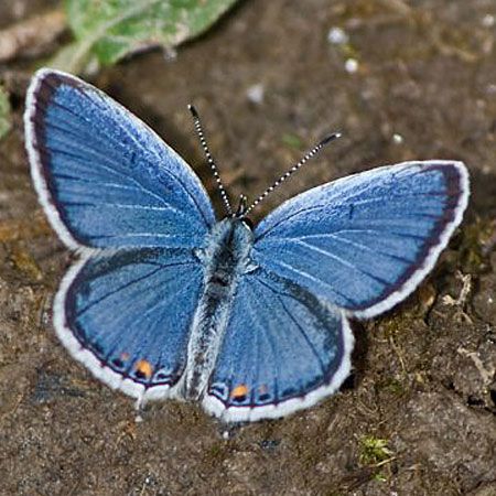 small blue butterfly with black lines and orange dots