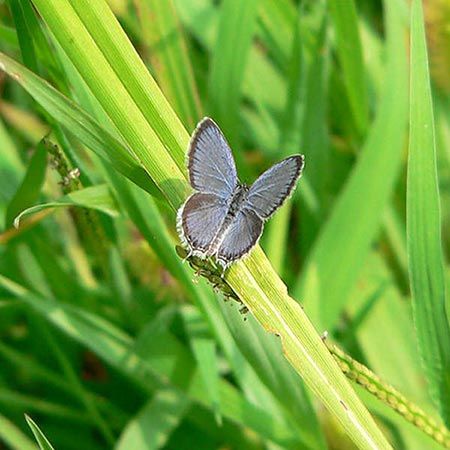 tiny blue butterfly with brown edges