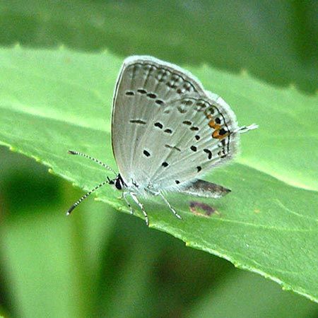 tiny white butterfly with black and orange spots