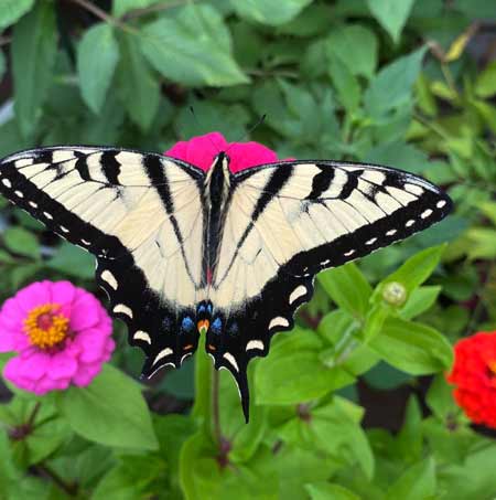 black and yellow butterfly with blue spots